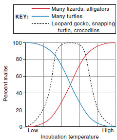 Figure 7-6 Temperature-dependent sex determination. In many reptiles that lack sex chromosomes incubation temperature of the nest determines gender. The graph shows that embryos of many turtles develop into males at low temperature, whereas embryos of many lizards and alligators become males at high temperatures. Embryos of crocodiles become males at intermediate temperatures, and become females at higher or lower temperatures.
