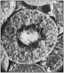 Section of a seminiferous tubule containing male germ cells. More than 200 long, highly coiled seminiferous tubules are packed in each human testis. This scanning electron micrograph reveals, in the tubule’s central cavity, numerous tails of mature spermatozoa that have differentiated from germ cells in the periphery of the tubule. (525)