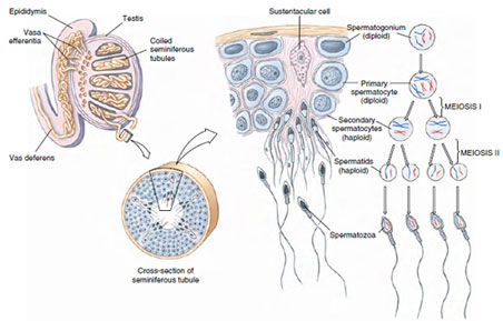 Spermatogenesis. Section of seminiferous tubule showing spermatogenesis. Germ cells develop within the recesses of large sustentacular (or Sertoli) cells, that extend from the periphery of seminiferous tubules to their lumen, and that provide nourishment to the germ cells. Stem germ cells from which the sperm differentiate are the spermatogonia, diploid cells located peripherally in the tubule. These divide by mitosis to produce either more spermatogonia or primary spermatocytes. Meiosis begins when the primary spermatocytes divide to produce haploid secondary spermatocytes with double-stranded chromosomes. The second meiotic division forms four haploid spermatids with single-stranded chromosomes. As the sperm develop they are gradually pushed toward the lumen of the seminiferous tubule.