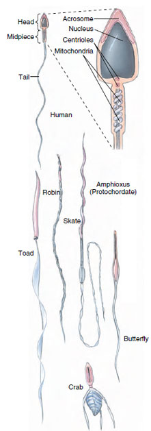 Types of vertebrate and invertebrate sperm.