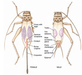 Invertebrate Reproductive Systems | Plan of Reproductive Systems | The  Reproductive Process | Continuity and Evolution of Animal Life