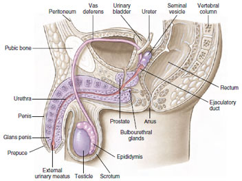 Human male reproductive system showing the reproductive structures in sagittal view.