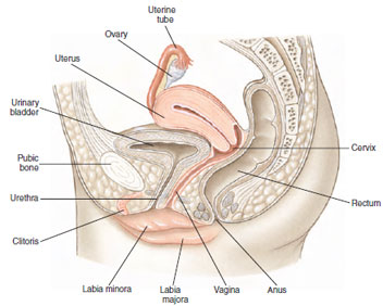 Human female reproductive system showing the pelvis in sagittal section.