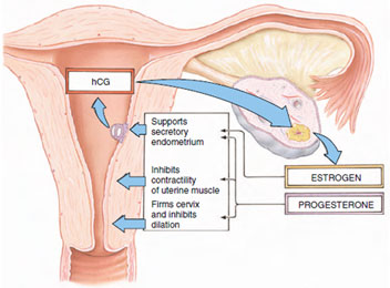The multiple roles of progesterone and estrogen in normal human pregnancy. After implantation of an embryo in the uterus, the trophoblast (the future embryo and placenta) secretes human chorionic gonadotropin (hCG) which maintains the corpus luteum until the placenta, at about the seventh week of pregnancy, begins producing the sex hormones progesterone and estrogen.