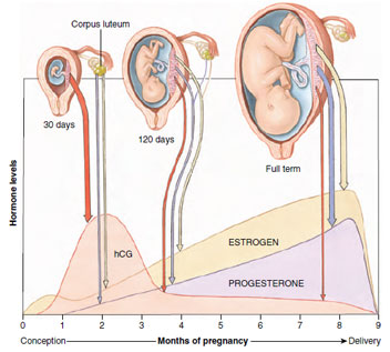 Hormone levels released from the corpus luteum and placenta during pregnancy. The width of the arrows suggests the relative amounts of hormone released; hCG (human chorionic gonadotropin) is produced solely by the placenta. Synthesis of progesterone and estrogen shifts during pregnancy from the corpus luteum to the placenta.