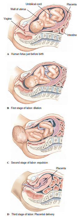 Birth, or parturition, in humans.