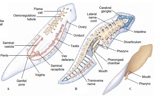 nefridiopore platyhelminthes