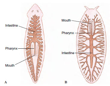 platyhelminthes turbellaria tricladida