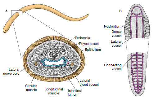 female nemertean worm