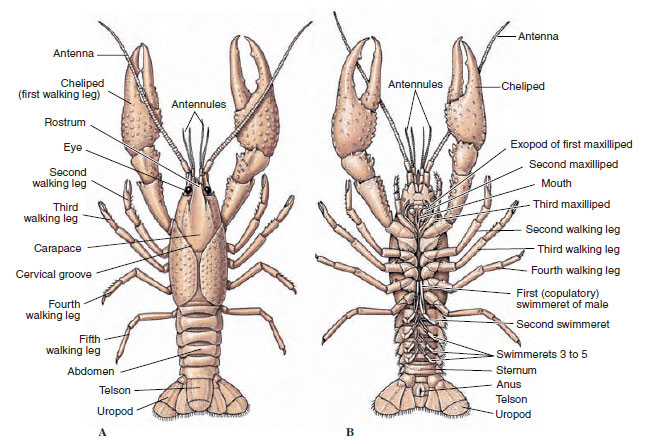 External structure of crayfishes