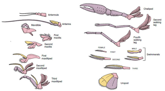 Appendages of a crayfish