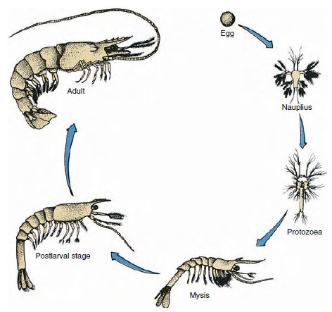 Life cycle of a Gulf shrimp Penaeus