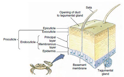 Structure of crustacean cuticle