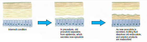 Cuticle secretion