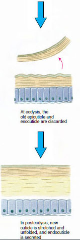 Cuticle secretion and resorption in ecdysis