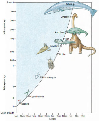Graph showing the evolution of size (length) increase in organisms