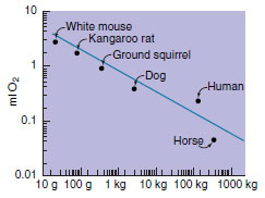 Net cost of running for mammals of various sizes