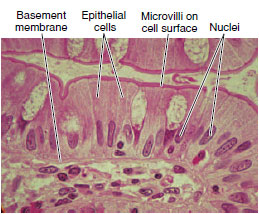 Types of simple epithelium