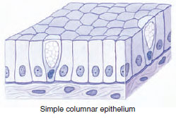 Types of simple epithelium