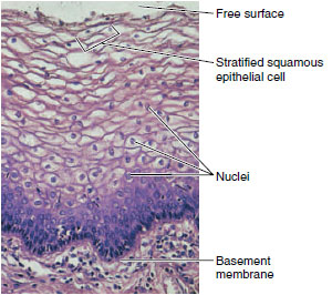 Types of stratified epithelium