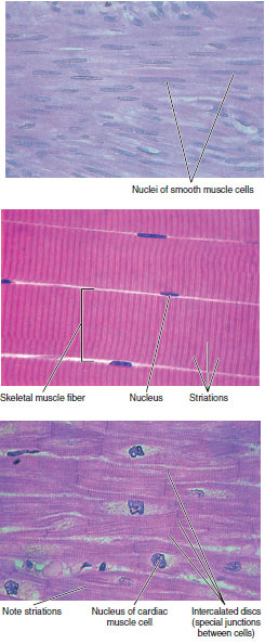 Smooth muscle is nonstriated muscle found in both invertebrates and 