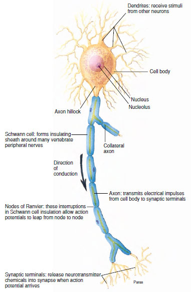 Functional anatomy of a neuron. From the nucleated 