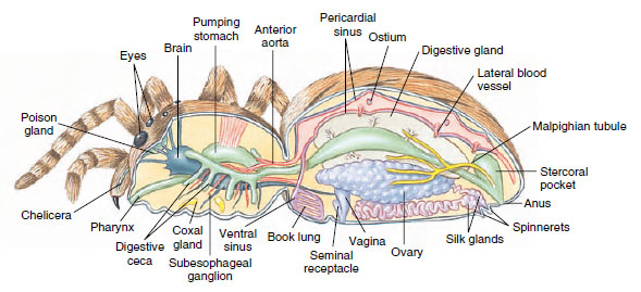 chelicerae diagram