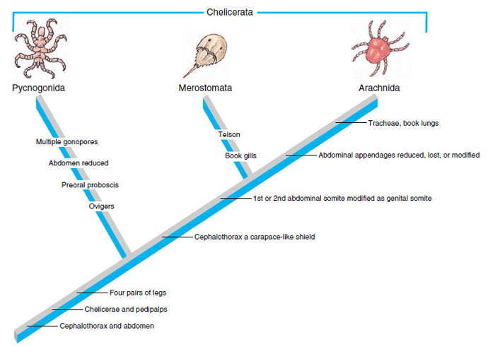 Cladogram of the chelicerates