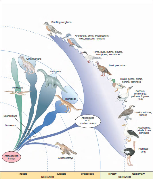 Evolution of modern birds