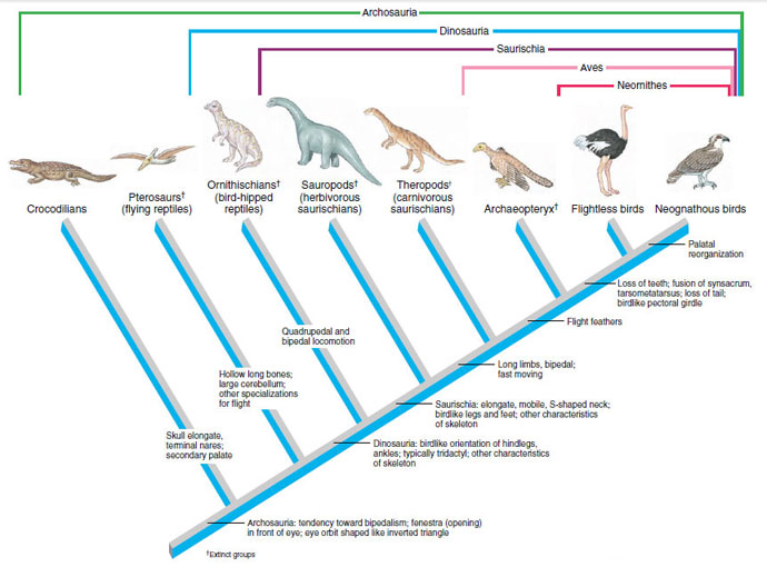 Cladogram of the Archosauria
