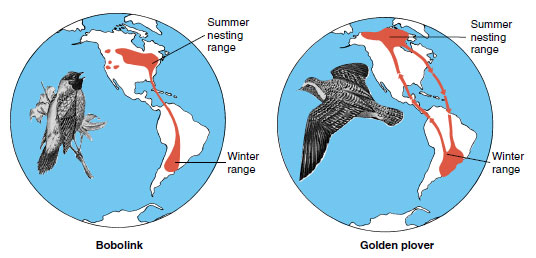 Migrations of the bobolink and golden plover