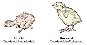 altricial precocial birds animal development vs young reproduction behavior social diversity biocyclopedia series figure