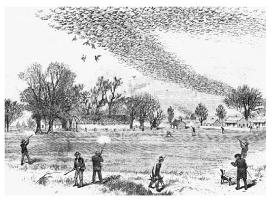 Sport-shooting passenger pigeons in Louisiana during the nineteenth century