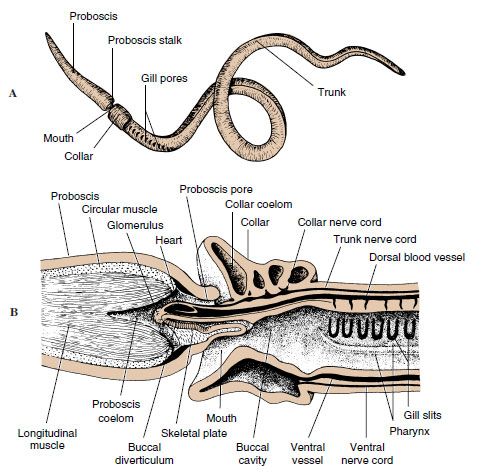 Acorn worm Saccoglossus