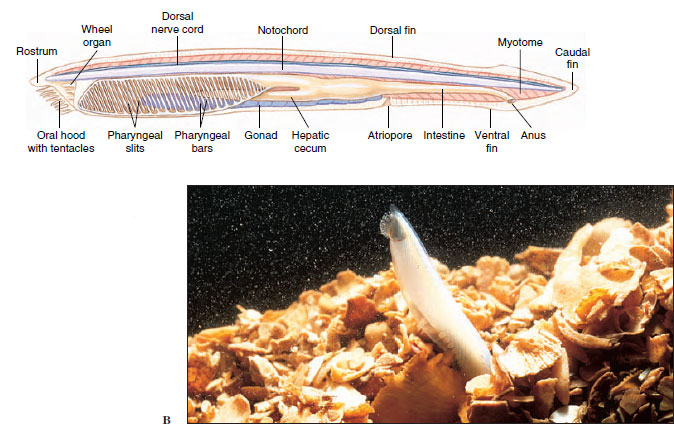 Subphylum Cephalochordata | Chordates | The Diversity of Animal Life