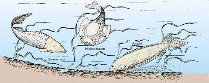 jawless fishes of Silurian and Devonian times