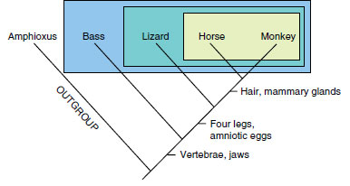 cladogram as a nested hierarchy of taxa