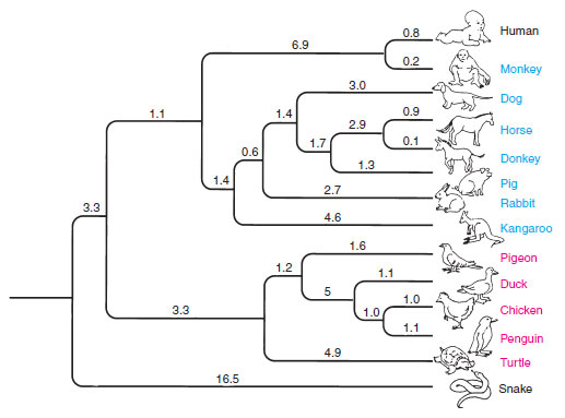 phylogenetic tree of representative amniotes
