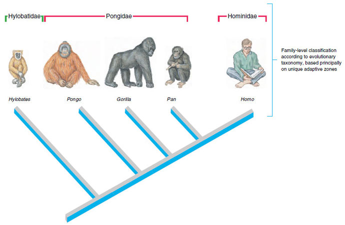 Phylogeny and family-level classification of anthropoid primates