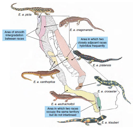 Geographic variation of color patterns in the salamander genus Ensatina
