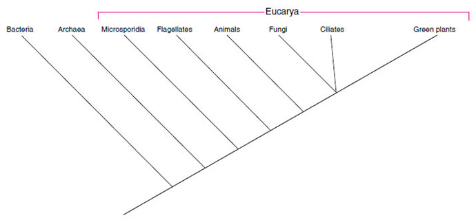 Some Evolutionary relationships among some major groups of living organisms as inferred from ribosomal RNA