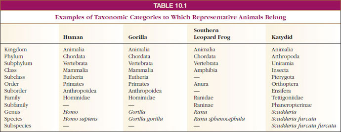 Examples of Taxonomic Categories to Which Representative Animals Belong