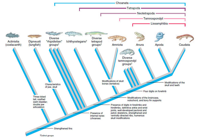 Tentative cladogram of the Tetrapoda with emphasis on descent of amphibians