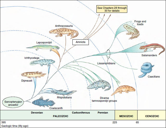 Early tetrapod evolution and the descent of amphibians