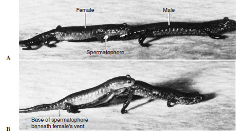 Courtship and sperm transfer in pygmy salamanders Desmognathus wrighti