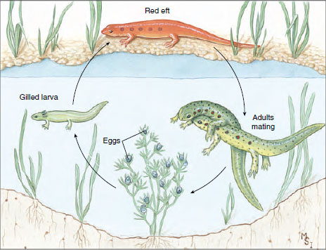 Life history of a red-spotted newt