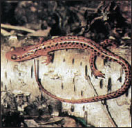 Longtail salamander Eurycea 