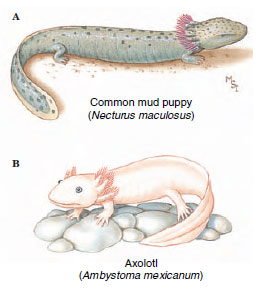 Paedomorphosis in salamanders