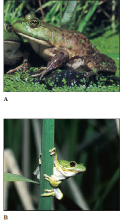 Two common North American frogs