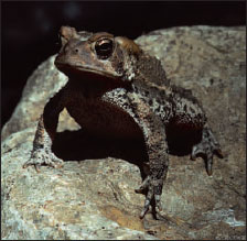 American toad Bufo americanus